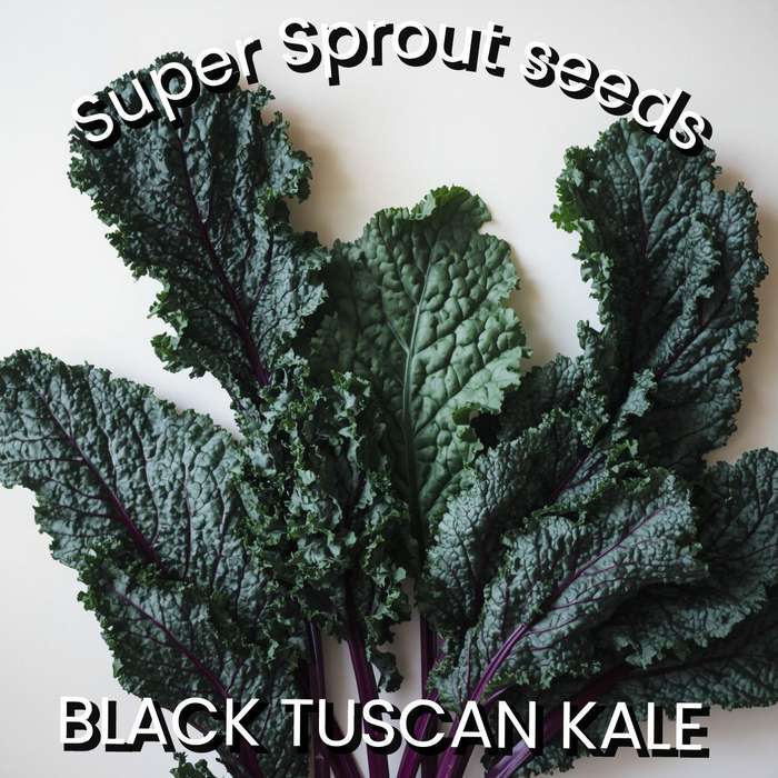 BLACK TUSCAN KALE x 25+ seeds
