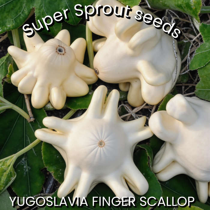 YUGOSLAVIAN FINGERS SCALLOP x 5 seeds
