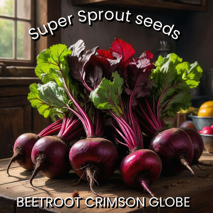 BEETROOT CRIMSON CLOBE x 25+ seeds