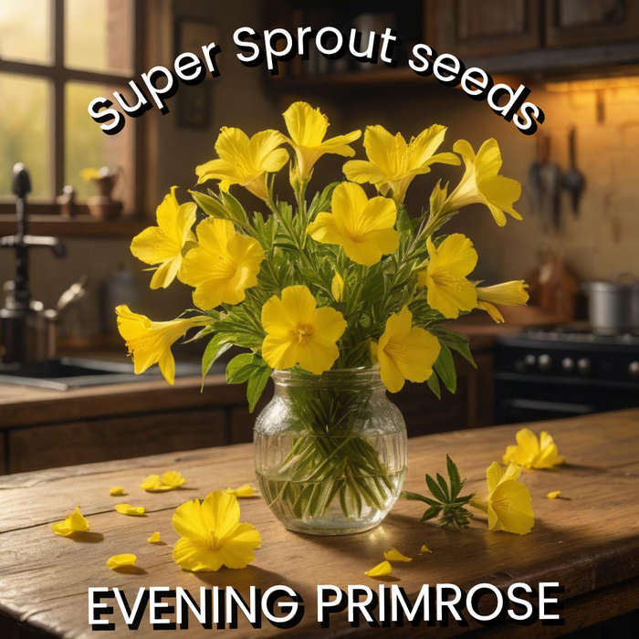 Evening Primrose Flowers x 50+ Seeds