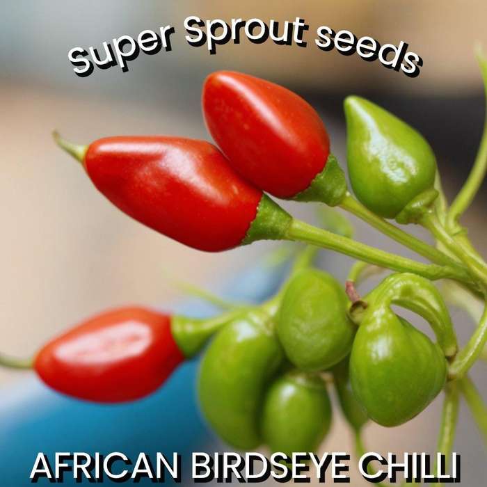 AFRICAN BIRDSEYE CHILLI PEPPER x 10+ organic seeds