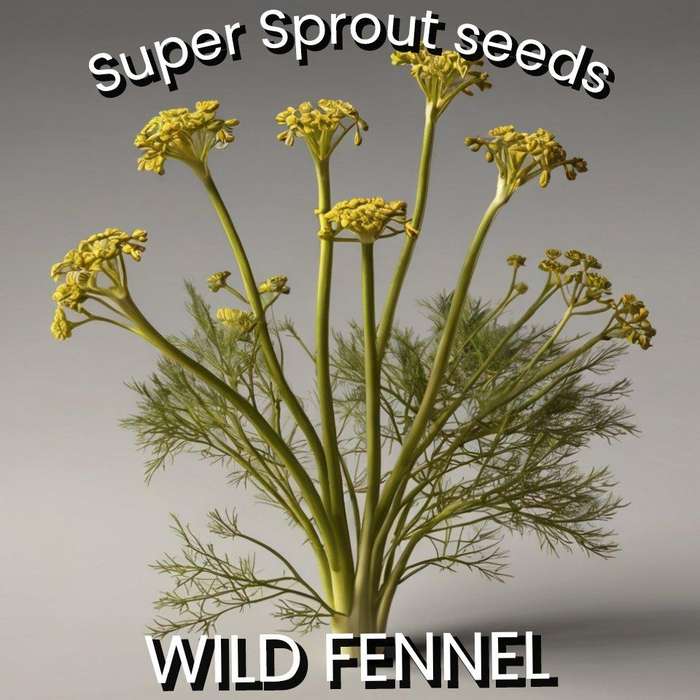 Wild Fennel x 25+ seeds