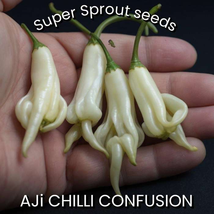 AJI CONFUSION CHILLI PEPPER x 10+ organic seeds