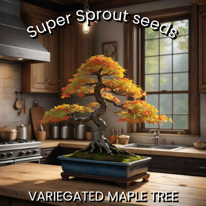 VARIEGATED MAPLE TREE BONSAI  x 10 seeds