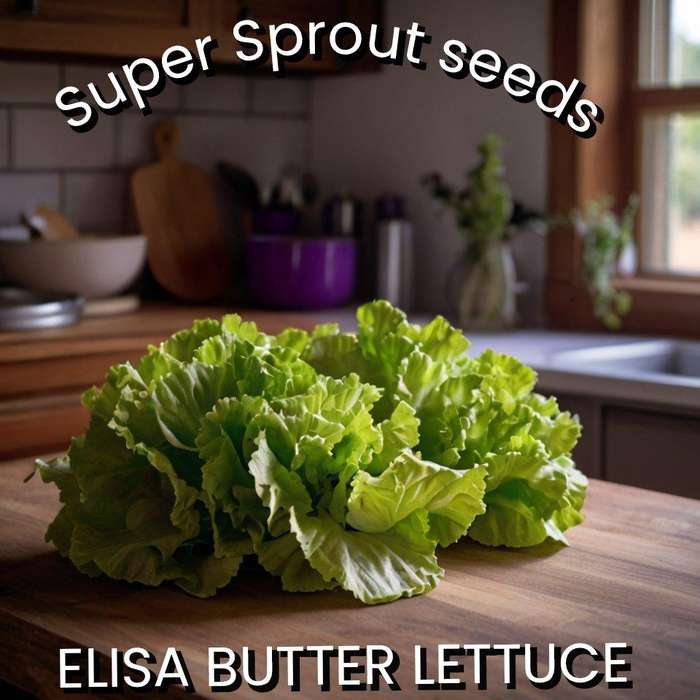ELISA BUTTER LETTUCE x 50 seeds