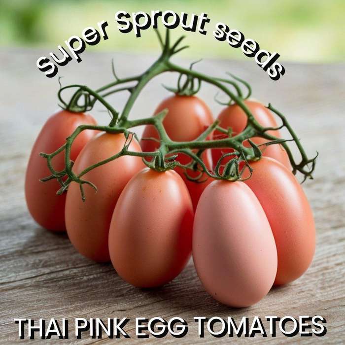 THAI PINK EGG TOMATO x 15+ seeds