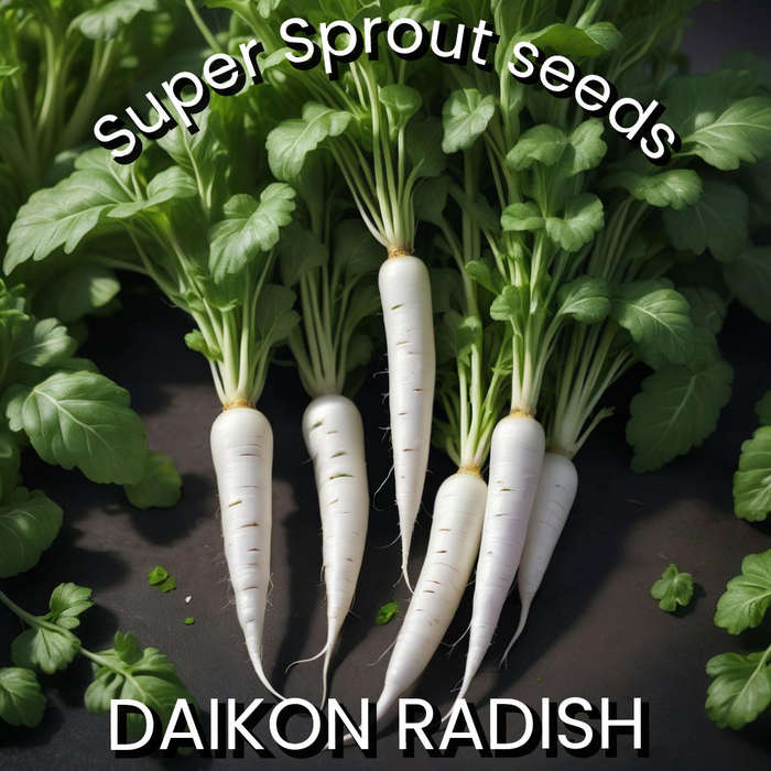DAIKON RADISH x 50+ seeds