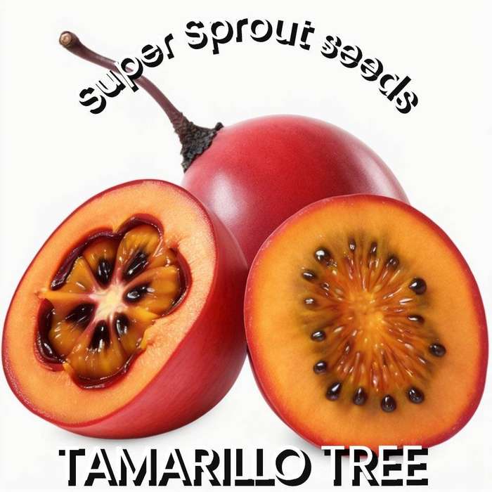 TAMARILLO TREE TOMATO x 10+ seeds
