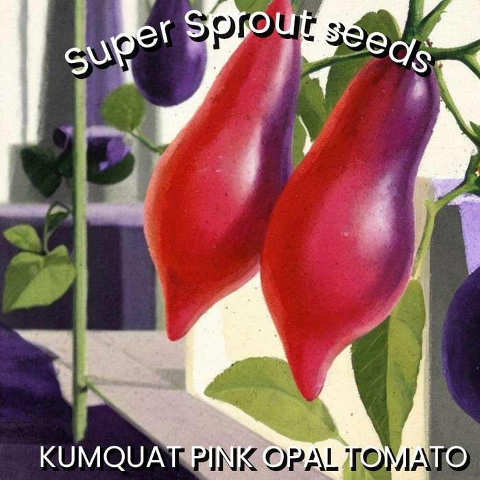 KUMQUAT PINK OPAL CHERRY TOMATO x 10 organic seeds