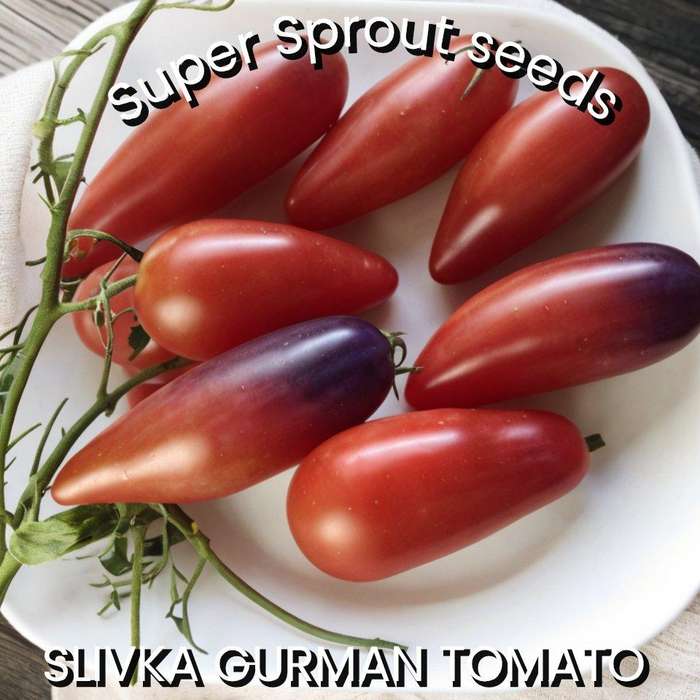 SLIVKA GURMAN TOMATO x 15 seeds