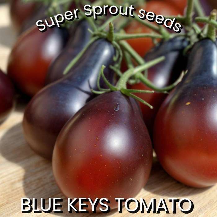BLUE KEYS TOMATO x 15+ seeds
