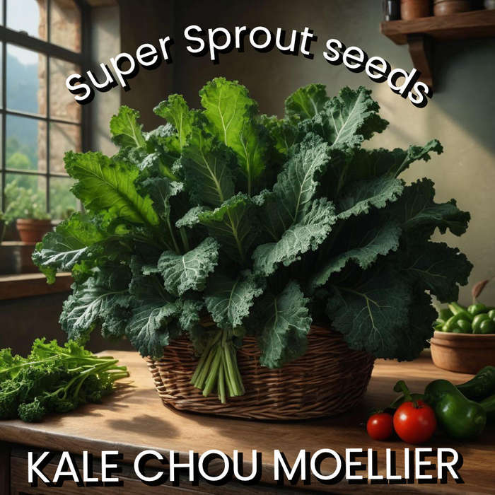 KALE CHOU MOULLIER x   50+ seeds