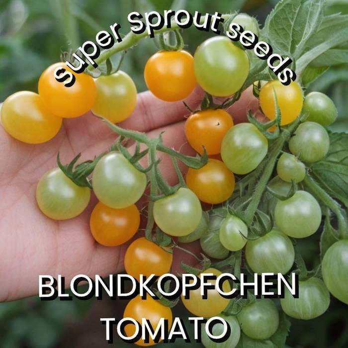 BLONDKOPFCHEN TOMATO x  15 organic seeds