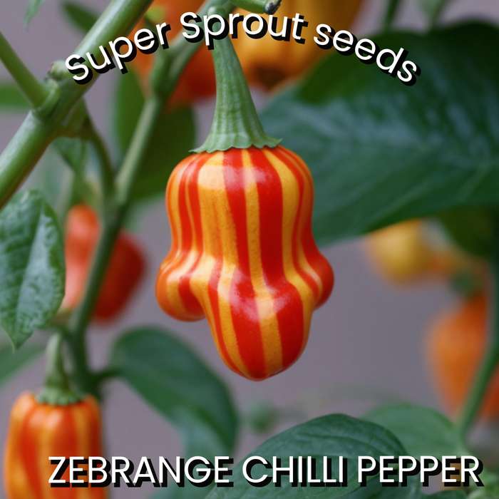 ZEBRANGE STUFFING CHILLI PEPPER x 10 seeds