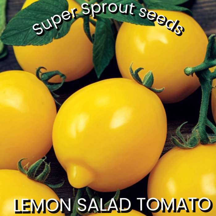 LEMON PLUM TOMATO x 15 organic seeds