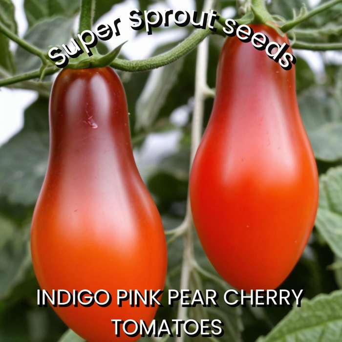 INDIGO PINK PEAR DROPS TOMATO x 15 seeds