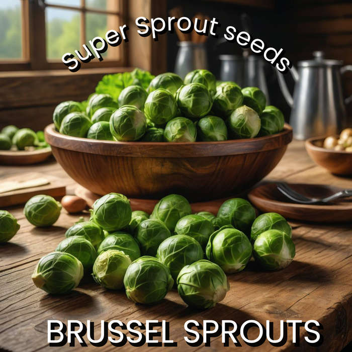 BRUSSELS SPROUT x 15 seeds