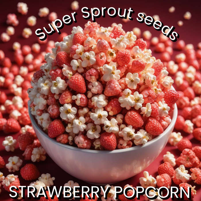 STRAWBERRY POPCORN x 25 organic seeds