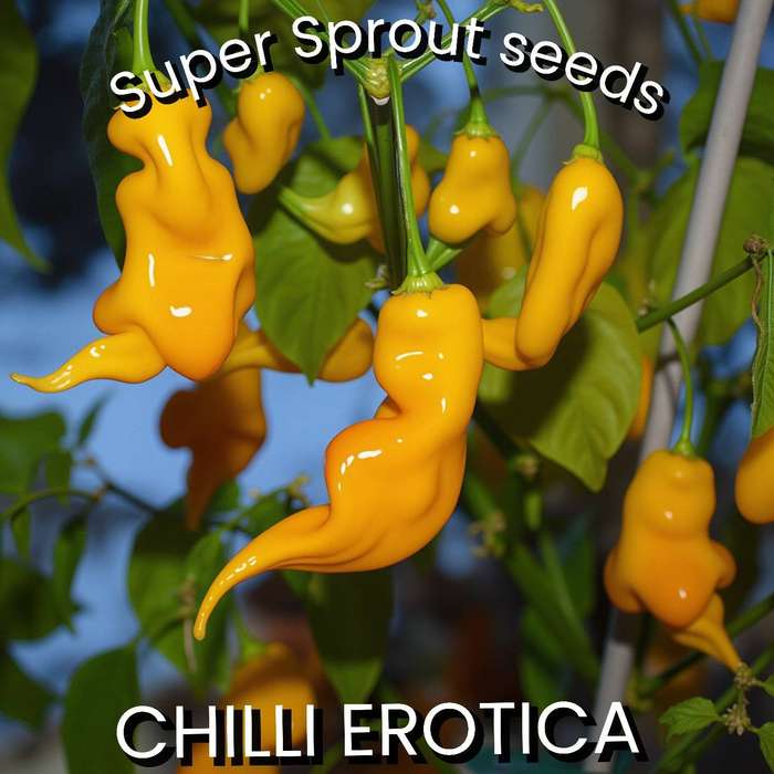 CHILLI EROTICA PEPPER (Hotness 4)  X 10+ organic seeds