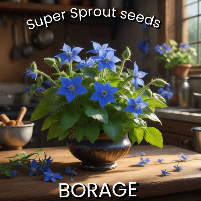 Borage x 10 seeds