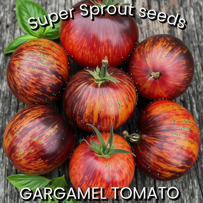 Gargamel tomato x 15 organic seeds