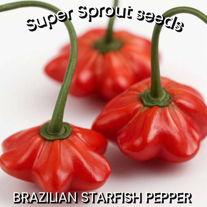 BRIZILLIAN STARFISH  CHILLI PEPPER x 10+ seeds