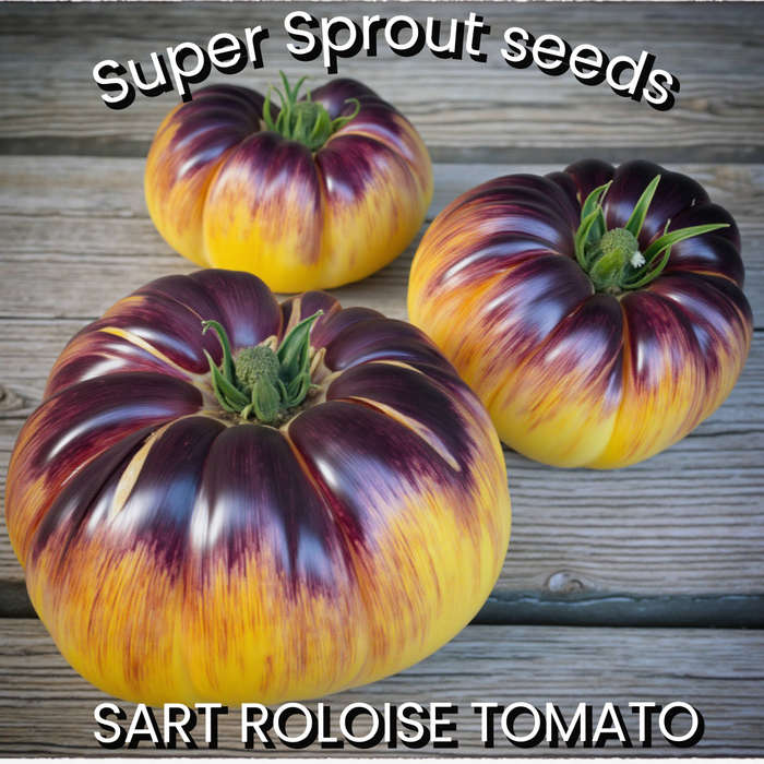 SART ROLOISE TOMATO x 15 organic seeds