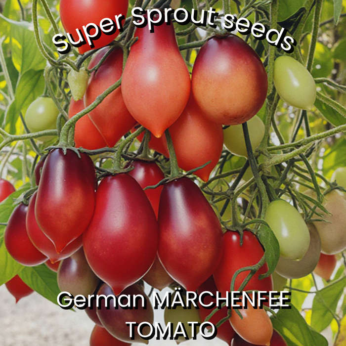 MärchenFee Cherry tomato x 10 seeds organic