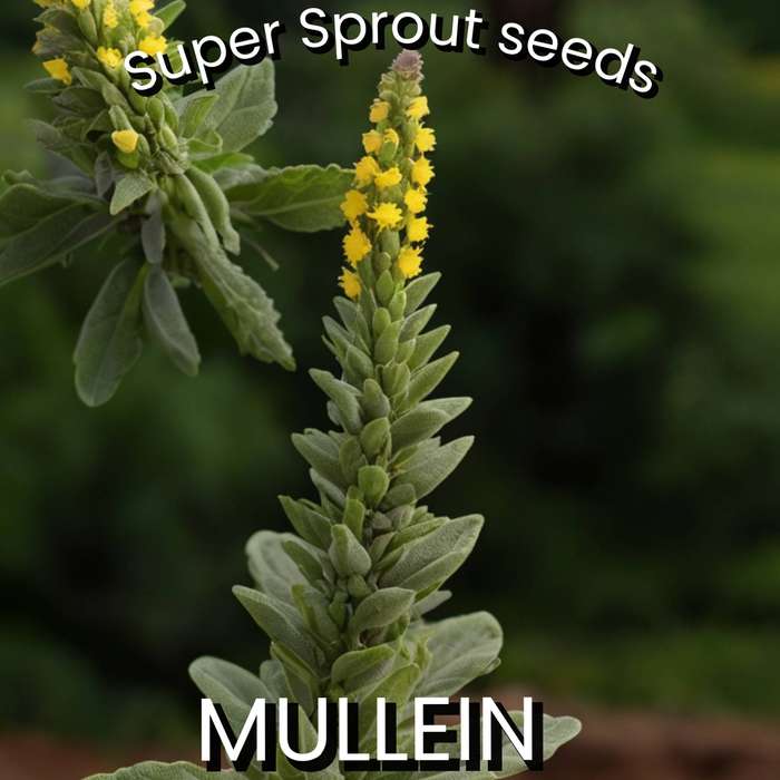 MULLEIN x 100 seeds