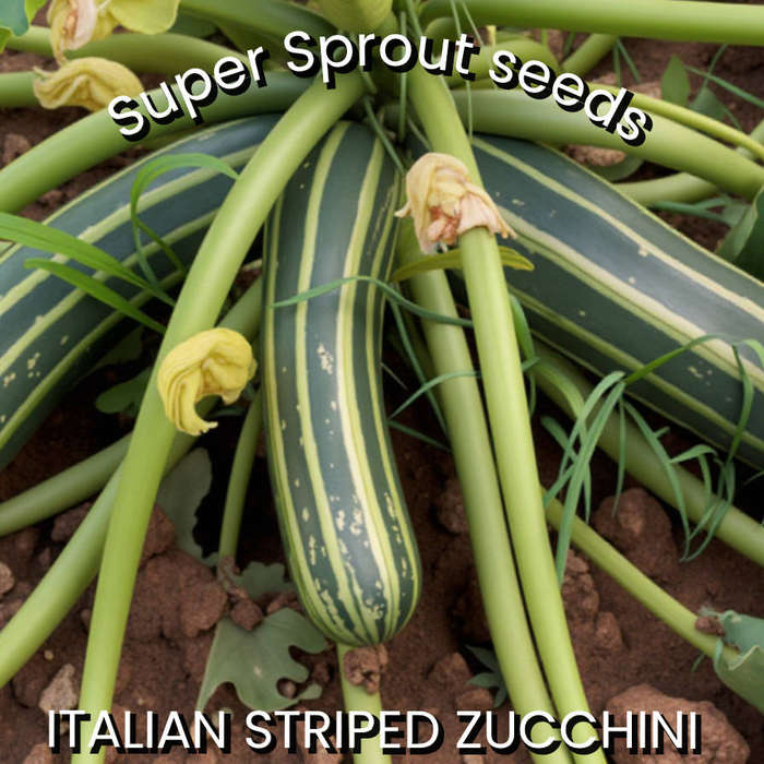 ITALIAN  STRIPED ZUCCHINI x 10 seeds