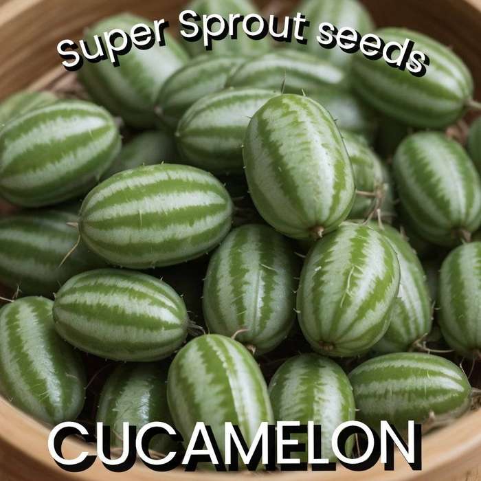 Cucamelon / Mouse melon x 6 seeds