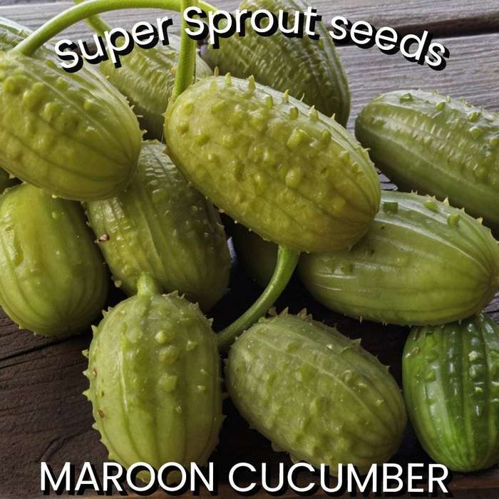 MAROON CUCUMBER x 10 seeds