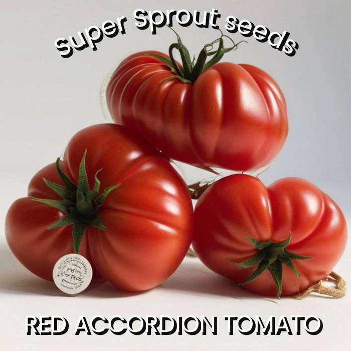 ACCORDION RED TOMATO x 10 seeds