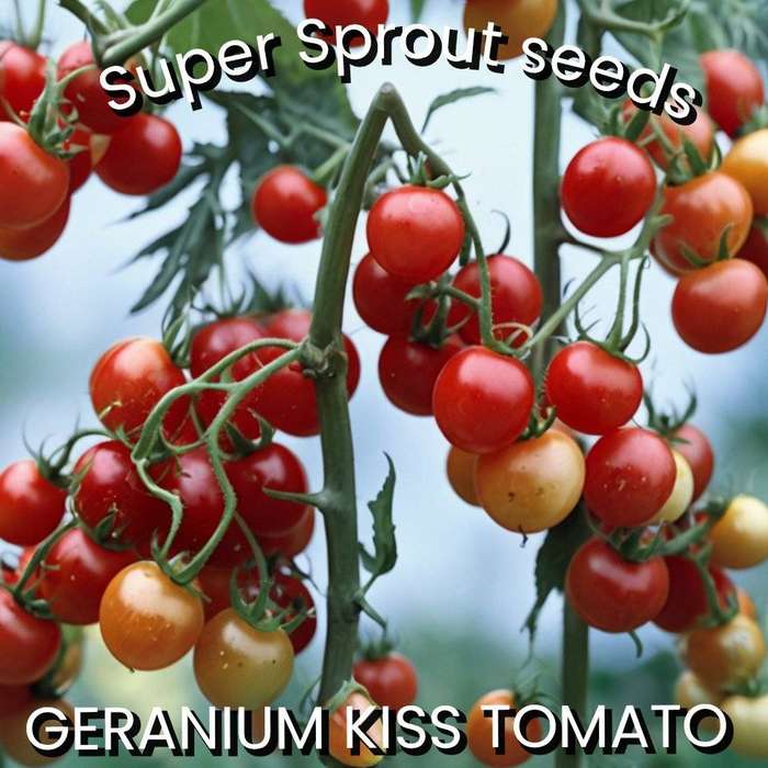 GERANIUM KISS TOMATO x 10 organic seeds