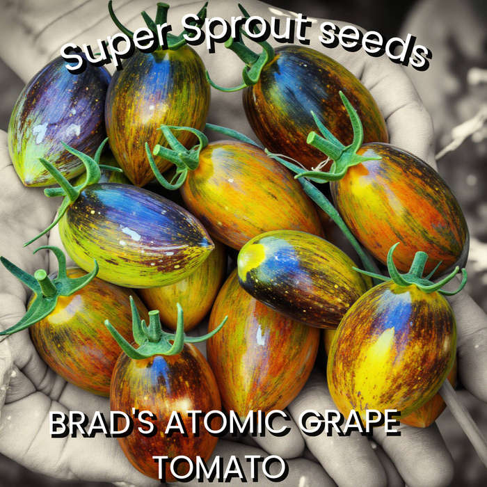 Brad's atomic grape tomato x 10 seeds