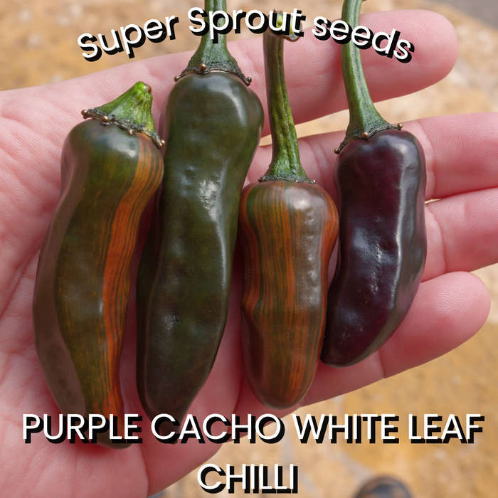 PURPLE TIGER CACHO WHITE LEAF PEPPER x 10 seeds