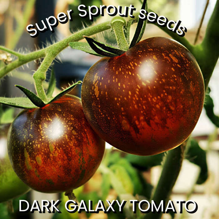 DARK GALAXY TOMATOES x 15+ seeds