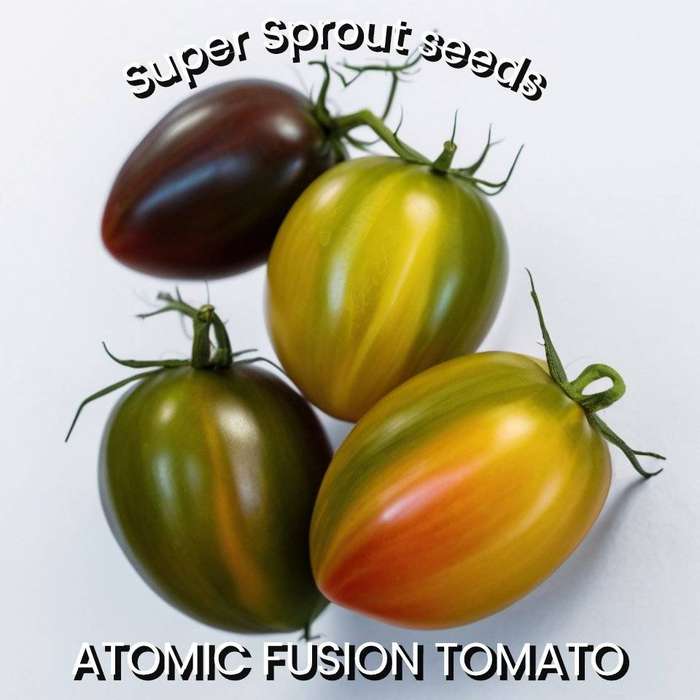 ATOMIC FUSION TOMATO SEEDS x 15 organic seeds