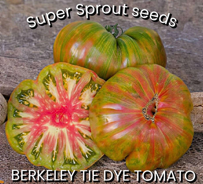 BERKELEY TIE DYE  TOMATO SEEDS  x 15 organic seeds
