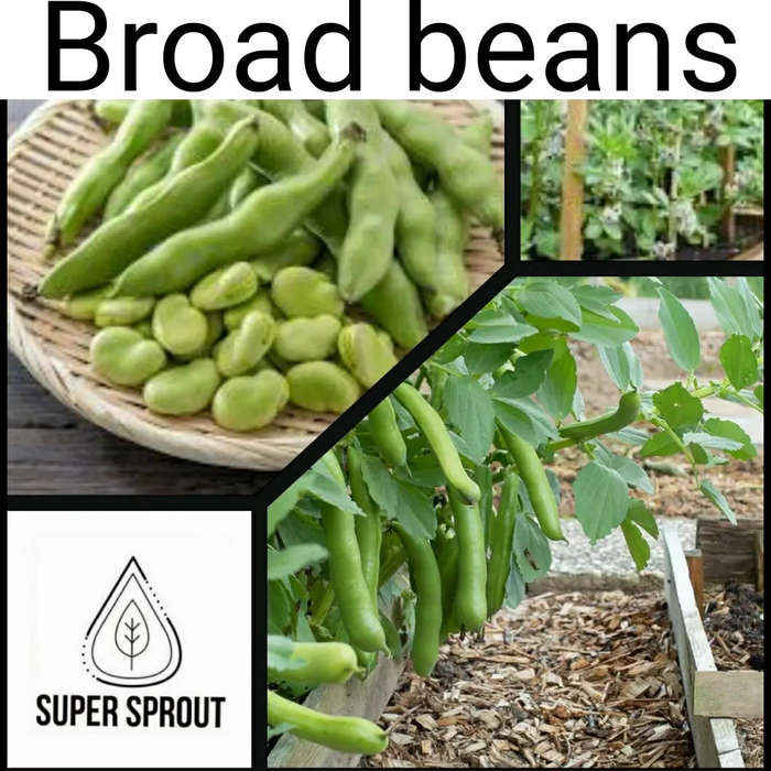 BROAD BEANS x 5 seeds