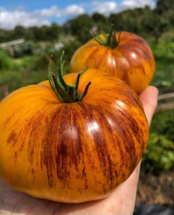 ALICE'S DREAM TOMATO x 10 seeds