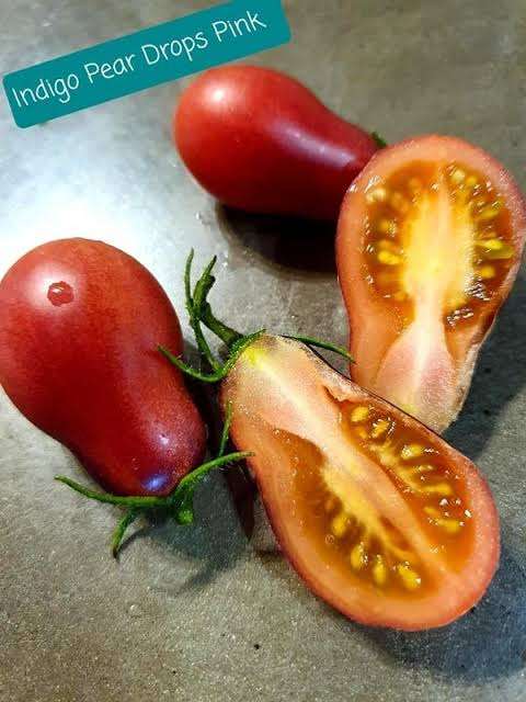 INDIGO PINK PEAR DROPS TOMATO x 15 seeds
