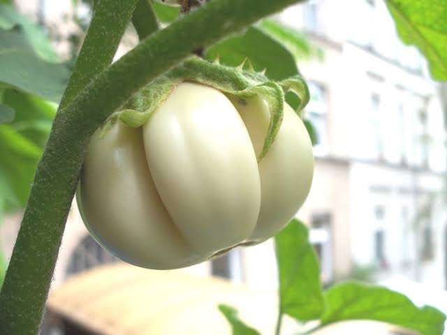 THAI WHITE RIBBED EGGPLANT  x 15 seeds