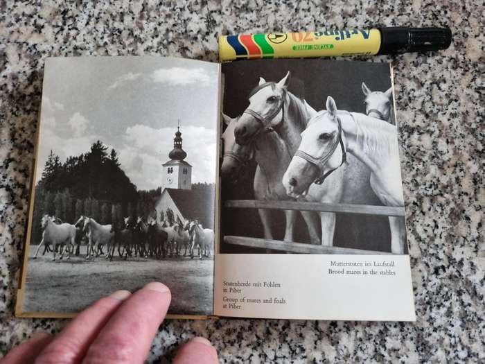 THE LIPIZZANERS and the SPANISH RIDING SCHOOL Wolfgang Reuter 1969 ( horses )