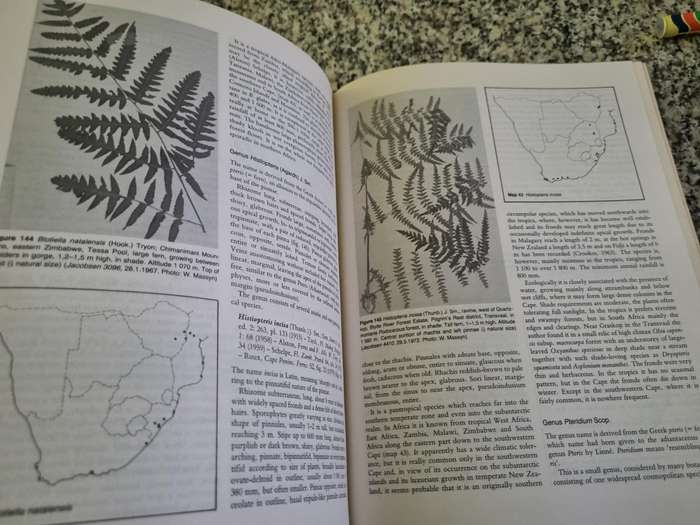 The FERNS and FERN ALLIES OF SOUTHERN AFRICA W B G JACOBSON (  botany non flowering plants flora )