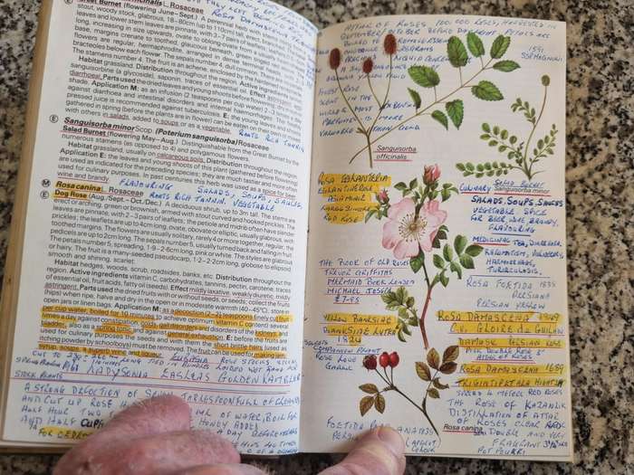 The Hamlyn Guide to Edible & Medicinal Plants Britain & N. Europe by Edmund Launert