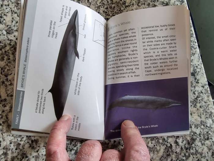 A QUICK GUIDE TO THE WHALES OF SOUTHERN AFRICA NOEL ASHTON