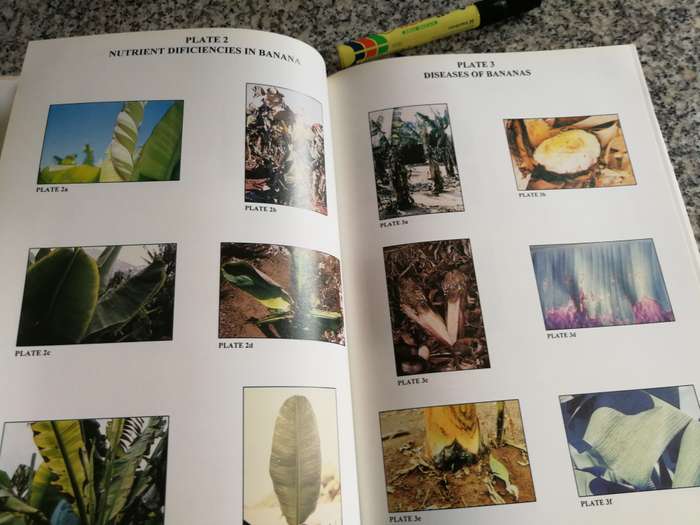 HANDBOOK OF BANANA GROWING IN SOUTH AFRICA Compiled & Edited J C ROBINSON  fruit farming bananas