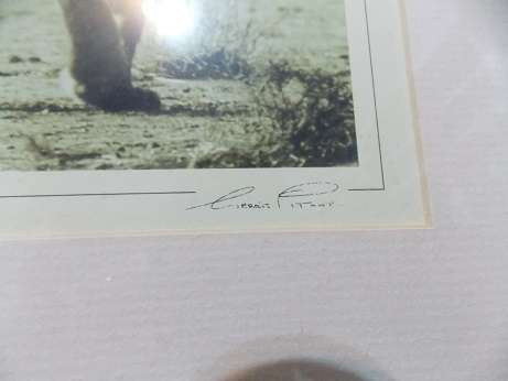 Print of Two Beautiful Lionesses