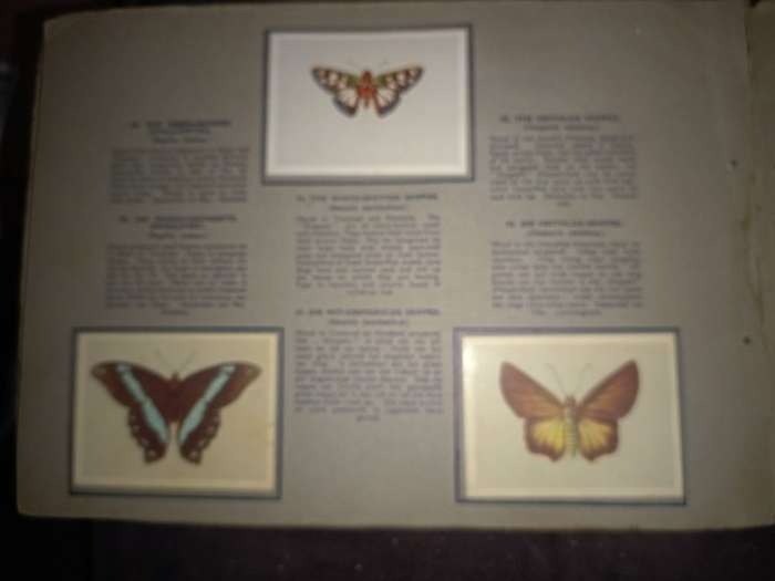 Springbok Butterflies Cigarette Cards (102A)